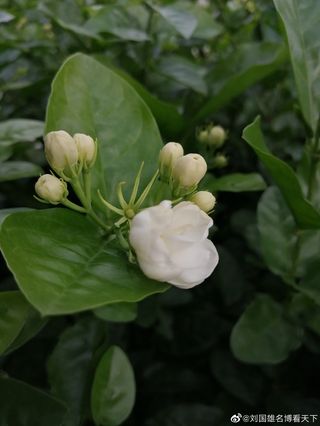看到那一片洁白的茉莉花,真让人欢呼雀跃