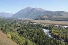 白桦林-布尔津-不胖的胖妹妹