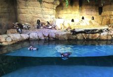 迪拜水族馆和水下动物园-迪拜-小小呆60