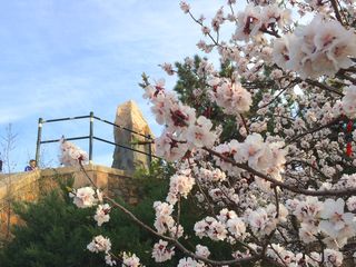 香山四月正芳菲，万紫千红总是春（王志明）