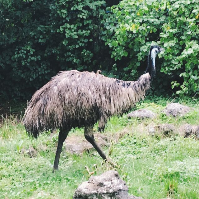 Auckland Zoo