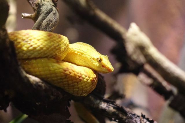 Melbourne Zoo