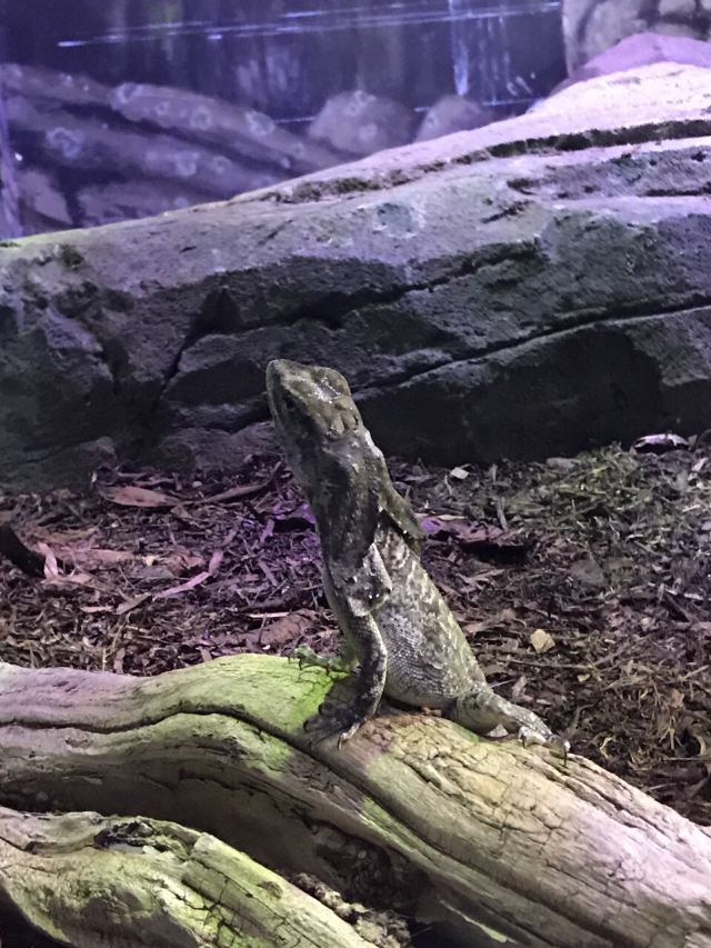 Cairns Aquarium