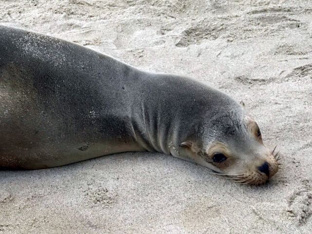 La Jolla Cove