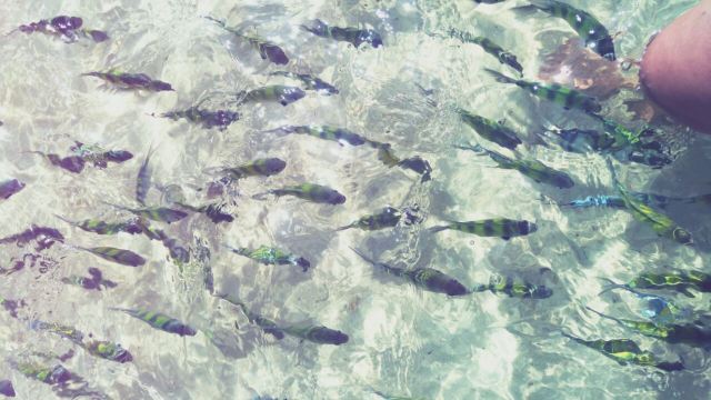 Koh Khai Nok
