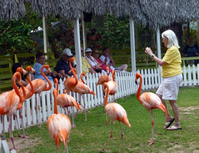 Ardastra Gardens, Zoo and Conservation Center