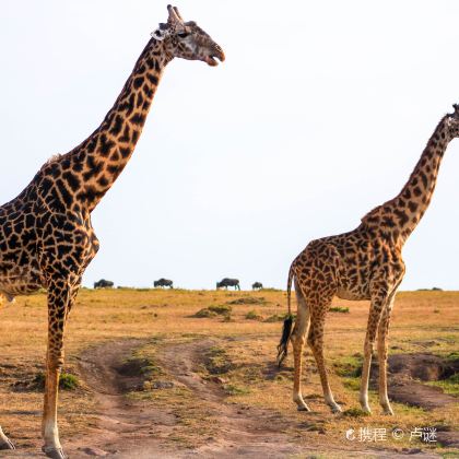 肯尼亚11日9晚私家团