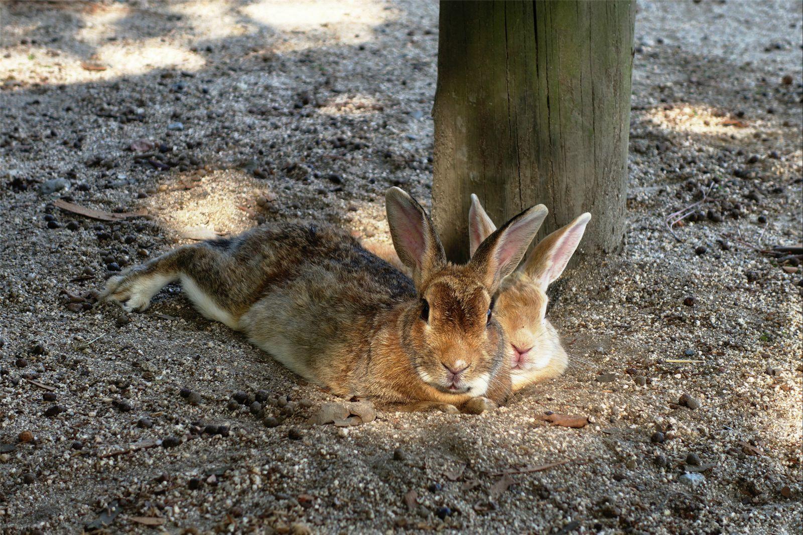 🐰岛的兔子们