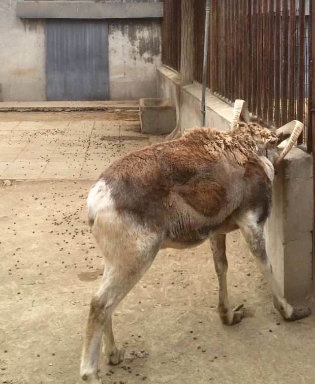 Beijing Zoo