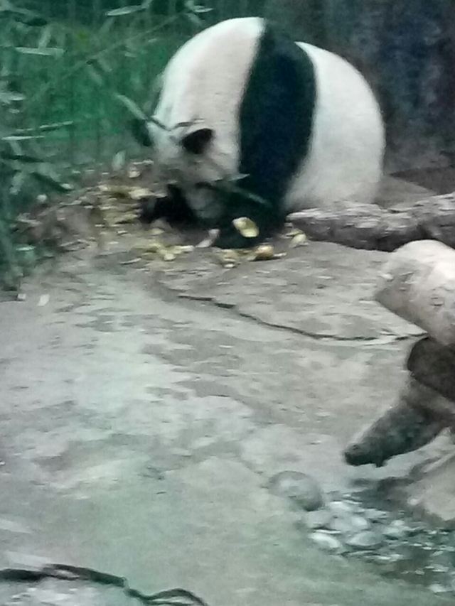 Beijing Zoo