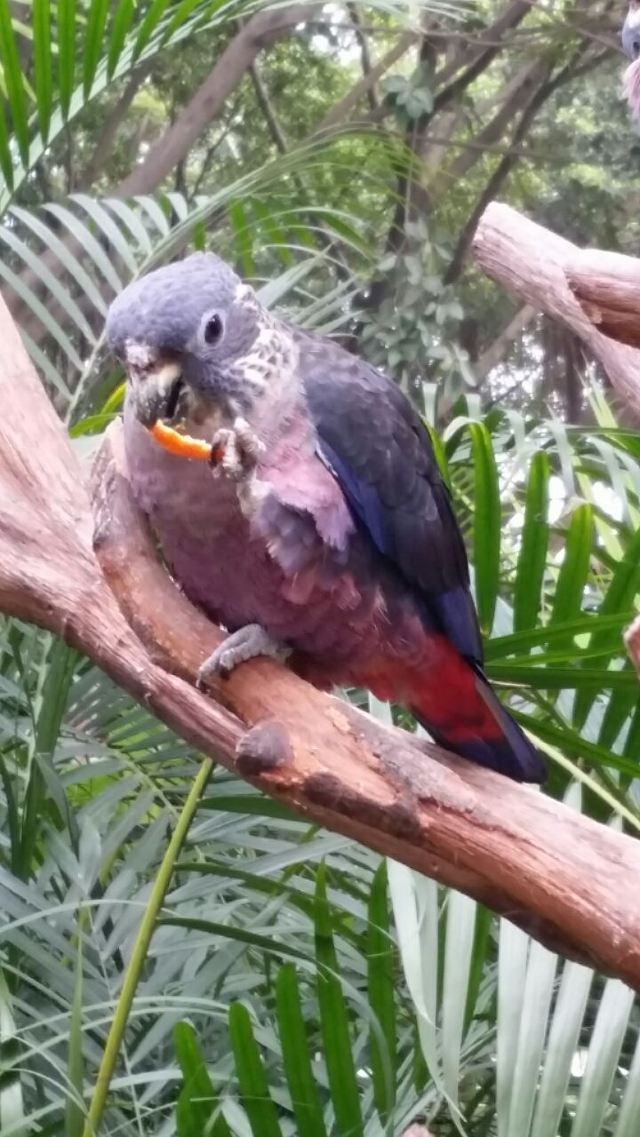 Chimelong Bird Park