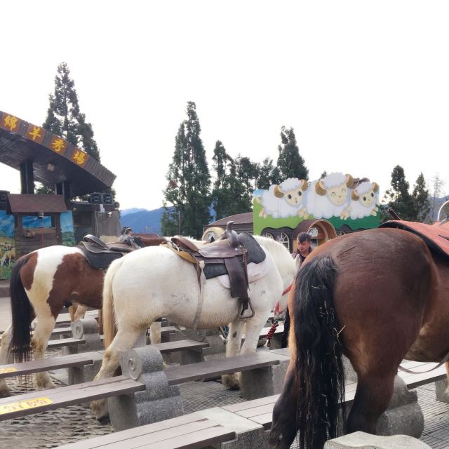 칭칭초원