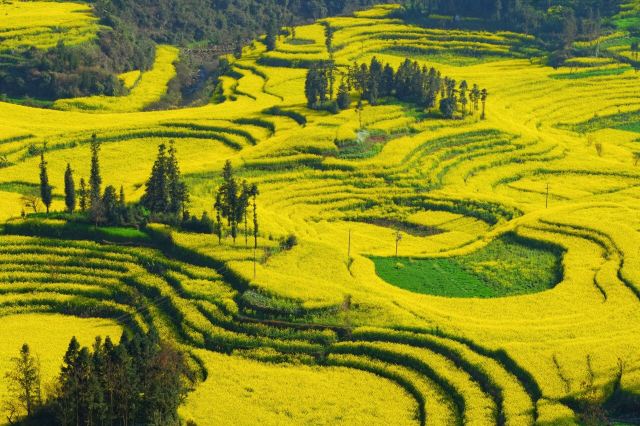 Luoping Canola Flower Ocean
