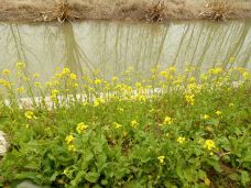 滨湖国家森林公园-合肥-ZZJ思由跋