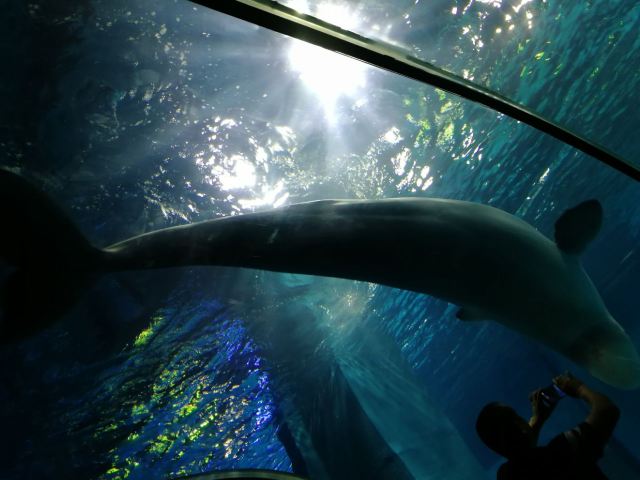 Grandview Aquarium