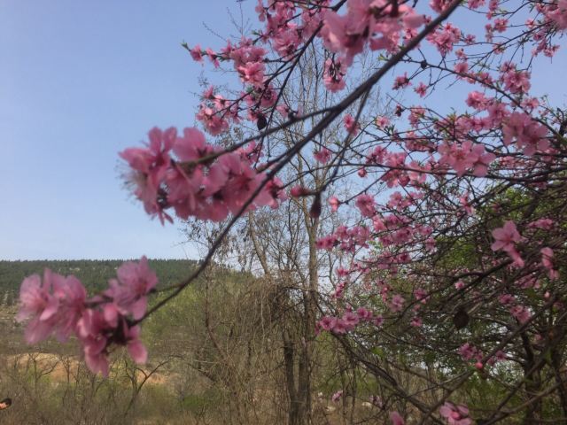 주자위