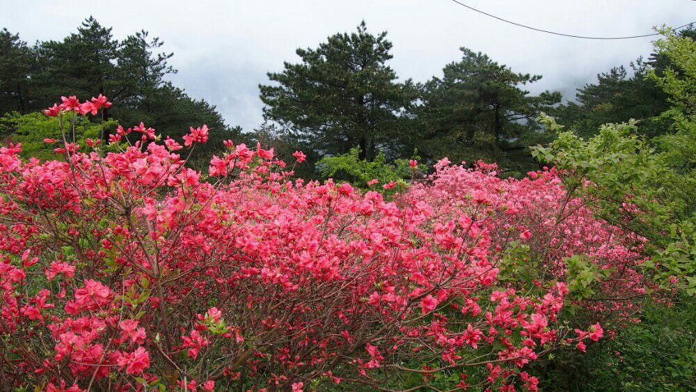 花海