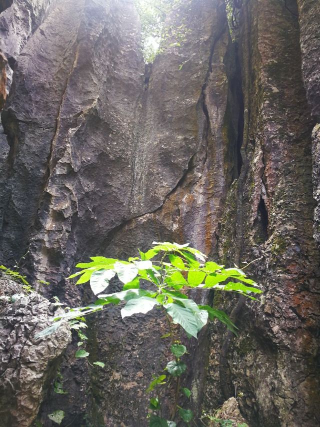 Stone Forest