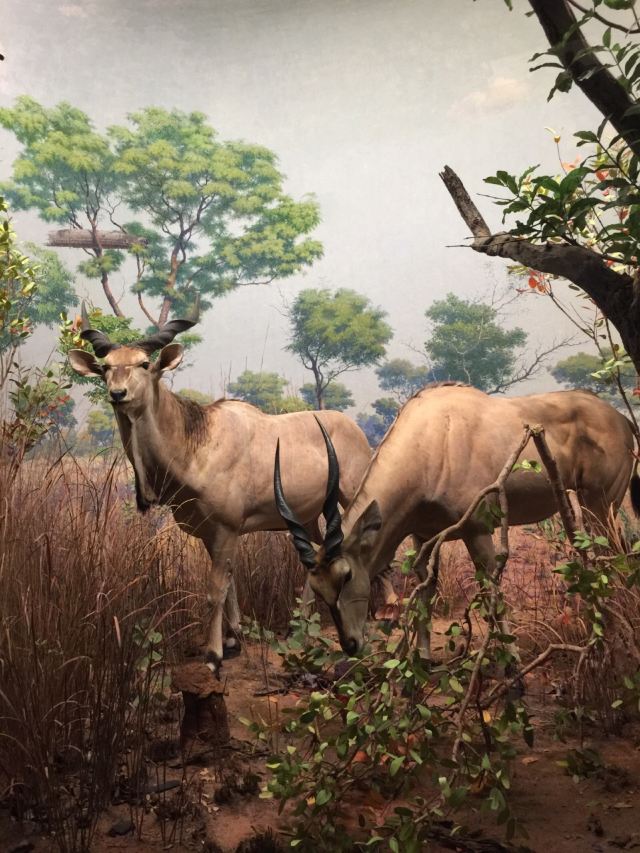 American Museum of Natural History
