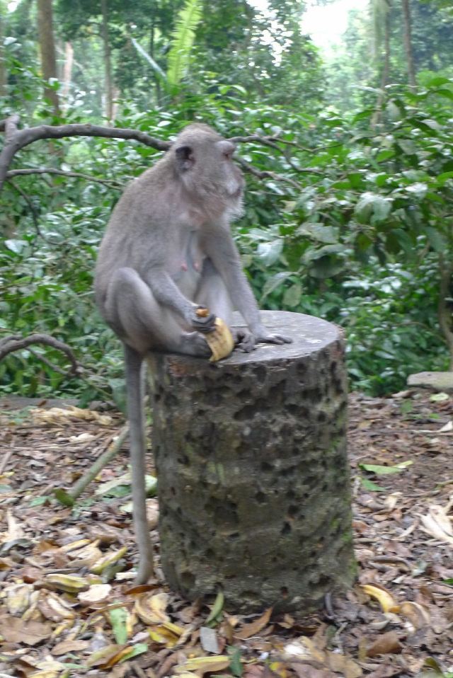 Ubud Monkey Forest