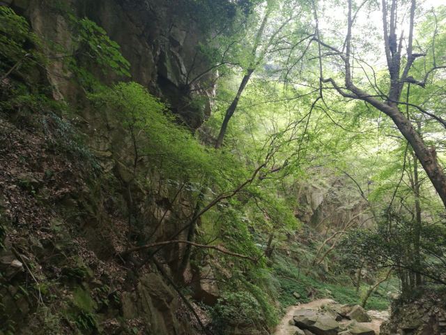 수탉 산