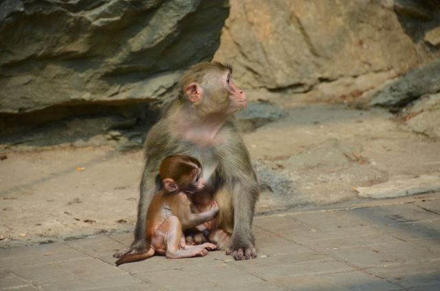 Beijing Zoo