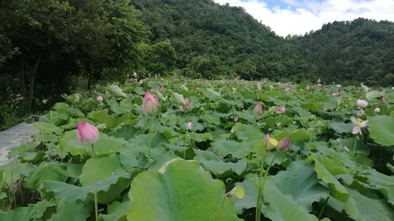 八舟河景區