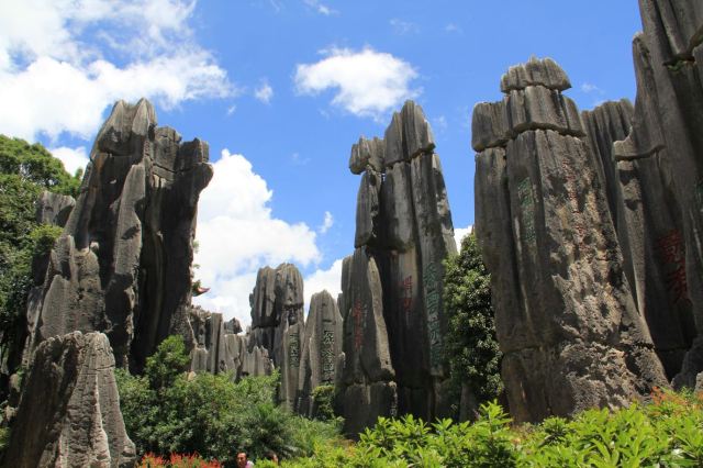 Stone Forest