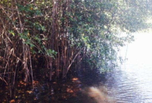 Cafe Gotay美食图片