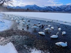 北海道鹤居村雪国观鸟体验2日游