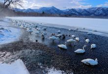 鹤居村旅游图片-北海道鹤居村雪国观鸟体验2日游