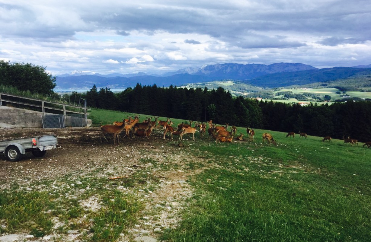 Berghof Danter餐厅图片