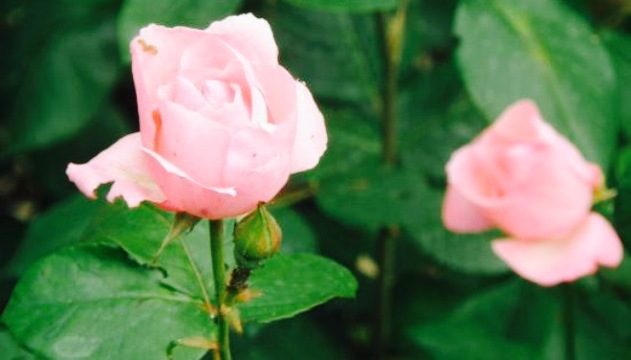 Grill Pizzeria Stella