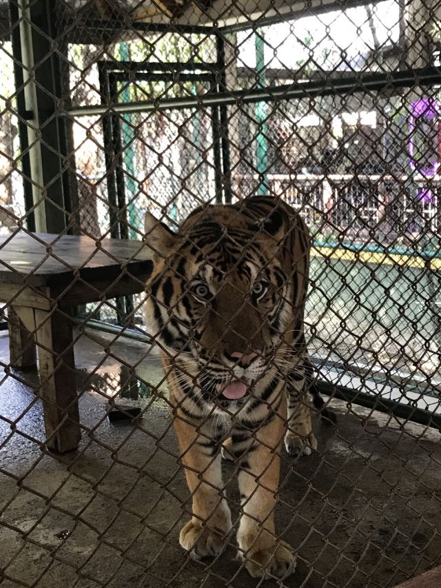 Tiger Kingdom Phuket