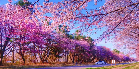 二十間道路櫻花