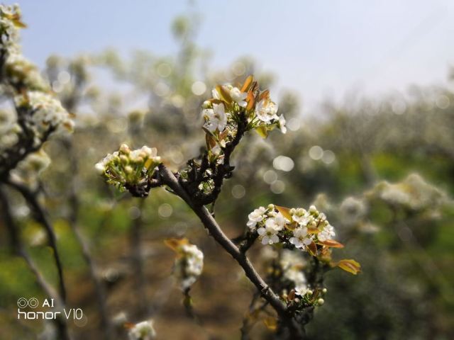 Shushan Ecological Village