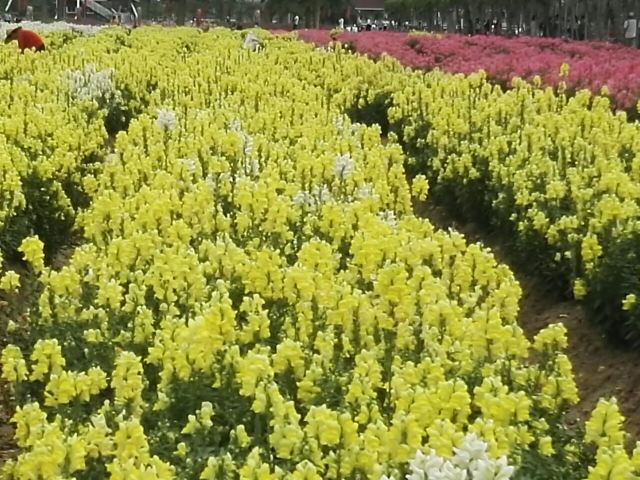 Yuntai Garden