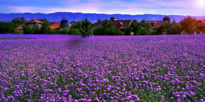 寧夏薰衣草莊園（興慶區沙漠運動公園）