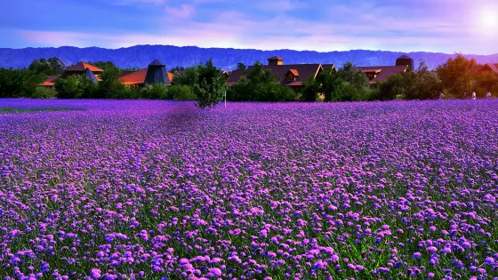 寧夏薰衣草莊園(興慶區沙漠運動公園)