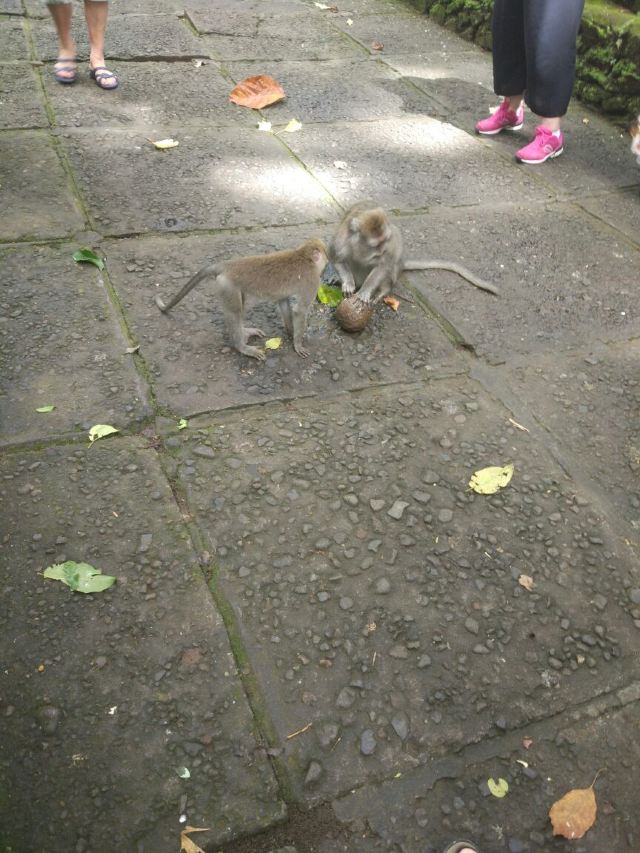 Ubud Monkey Forest