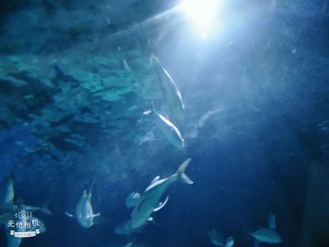 Nanchong Polar Ocean World