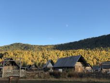 白桦林-布尔津-YoYo_5S4T4Z7O