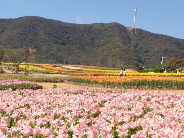 郁金香高地