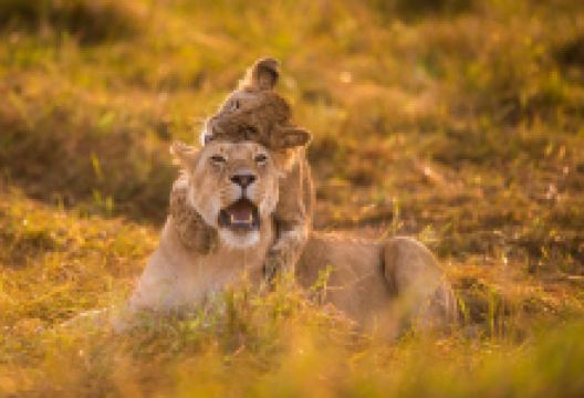 衡水野生动物园景点图片