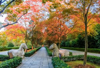 【私享包团】明孝陵2小时人工讲解+耳麦--寻访金陵限定秋色【[精致私享团]时间自由，行程独立，私家体验！】