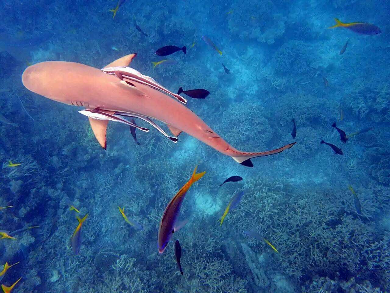 潜入海底的沙丘―鲨鱼城 Shark City