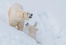拉努阿野生动物园景点图片