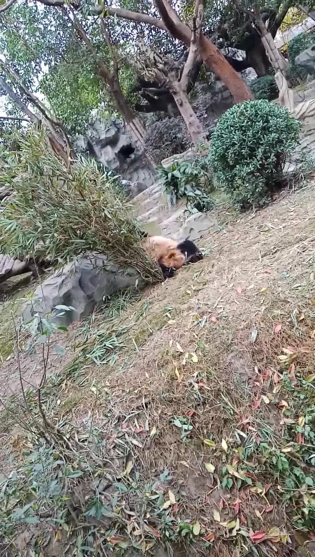 四川成都大熊猫繁殖基地