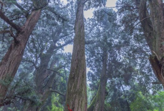 广元翠云廊一日游包车纯玩徒步翠云廊含成都三环内接送【[品质纯玩]纯玩品质，不进店购物，无强制消费行程透明！】