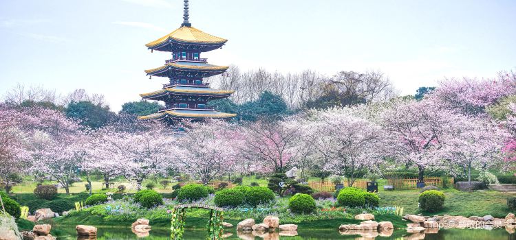 East Lake Cherry Blossom Garden Tickets Deals Reviews - 